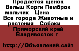 Продается щенок Вельш Корги Пемброк мальчик › Цена ­ 65 000 - Все города Животные и растения » Собаки   . Приморский край,Владивосток г.